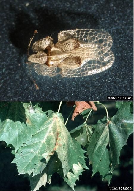 Figure 3. Close-up of an adult sycamore lace bug and damage caused by feeding.