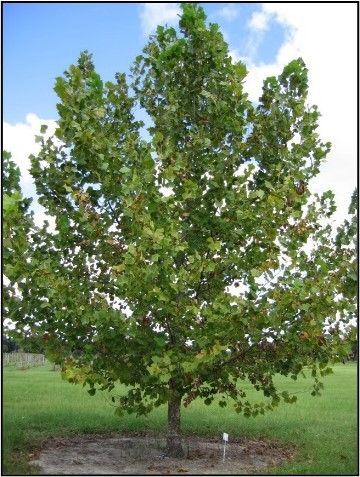 Figure 1. A sycamore tree.