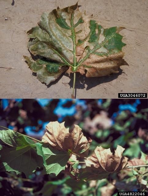 Figure 4. Bacterial leaf scorch symptoms on American sycamore. Note the color transition of green, olive green, and tan, as well as upward curling of scorched leaves.
