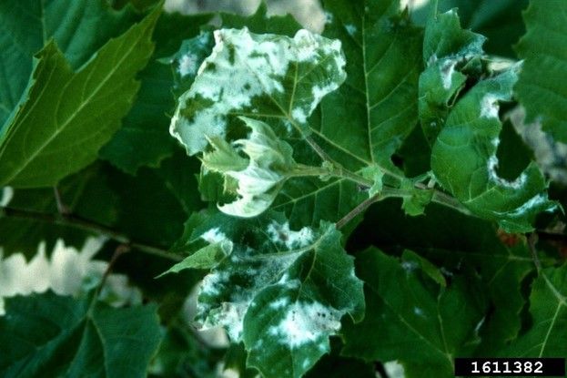 Figure 5. Powdery mildew on a sycamore leaf.