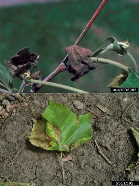 Figure 8. Symptoms of sycamore anthracnose on leaves and twig.
