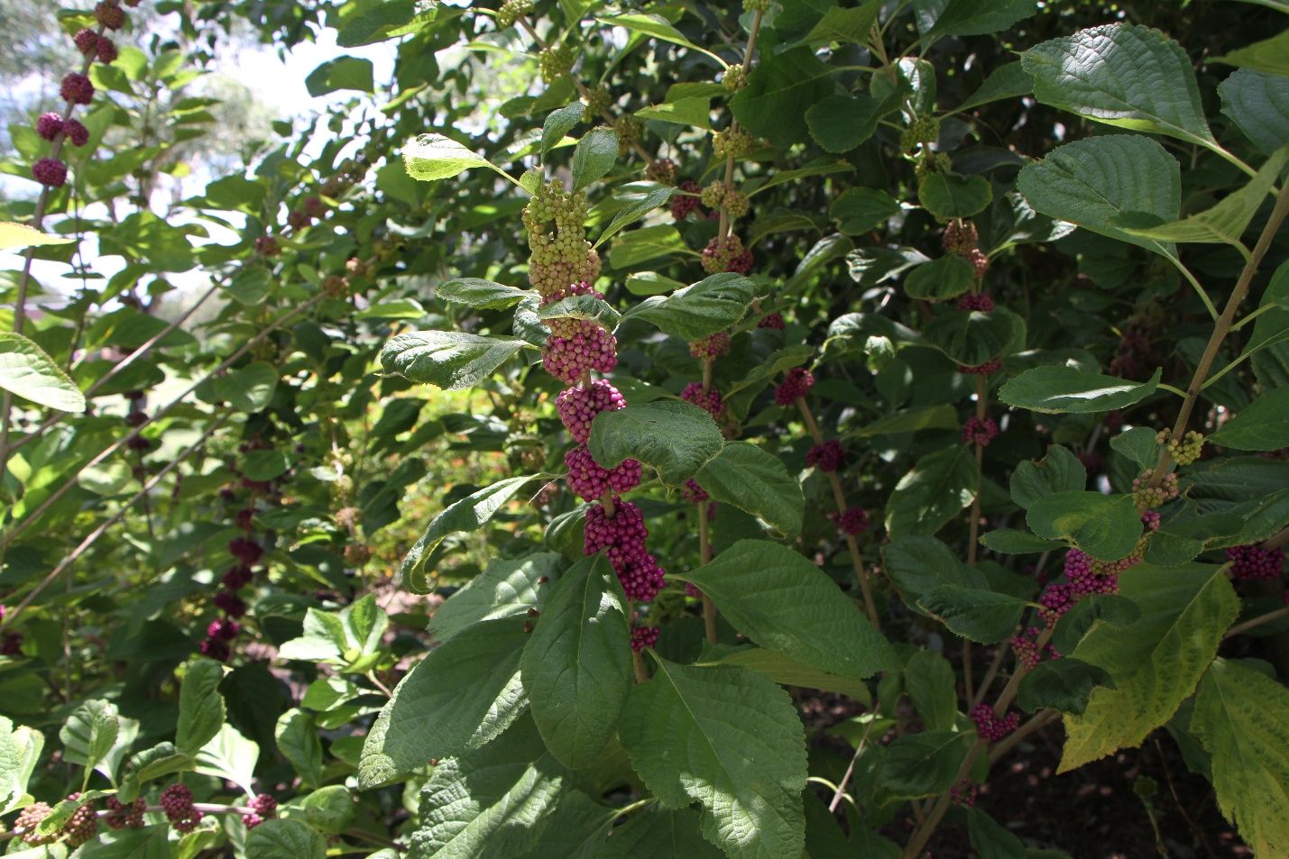 American beauty berry, Callicarpa americana, showcasing its beautiful purple berries. 