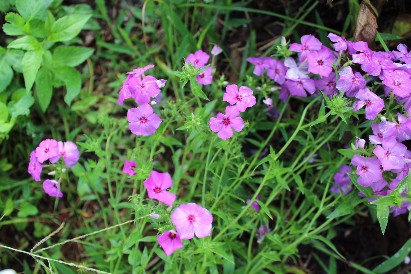 Phlox sp. growing after reseeding itself from a previous year. 