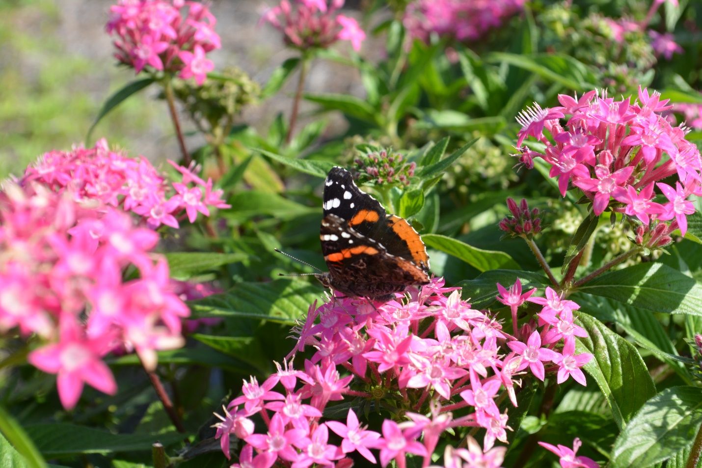 Butterfly on Pentas lanceolata. 