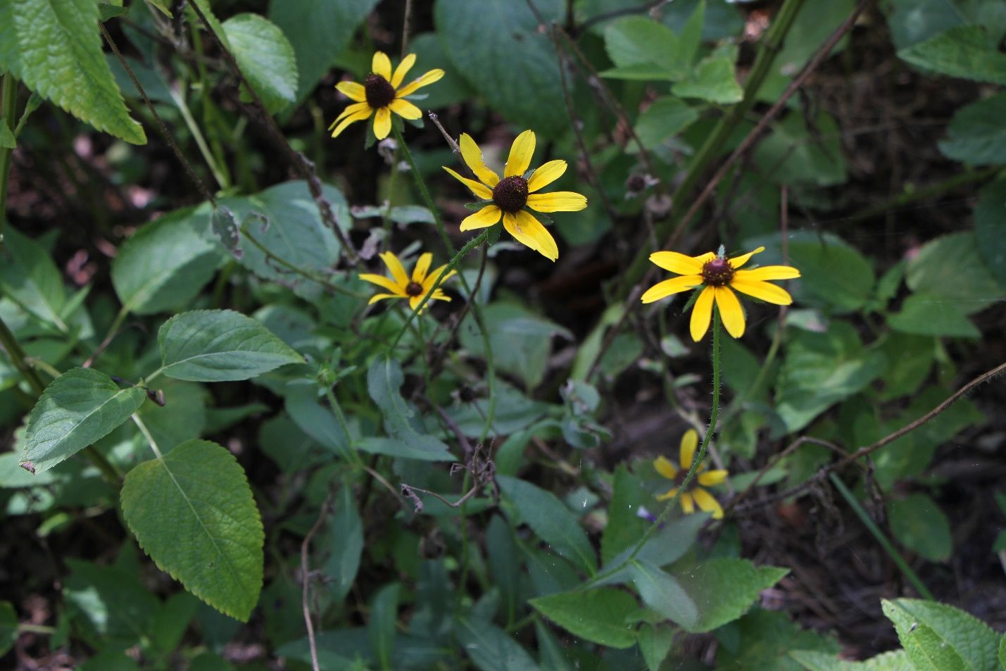 Rudbeckia fulgida growing in a cultivated governmental landscape. 