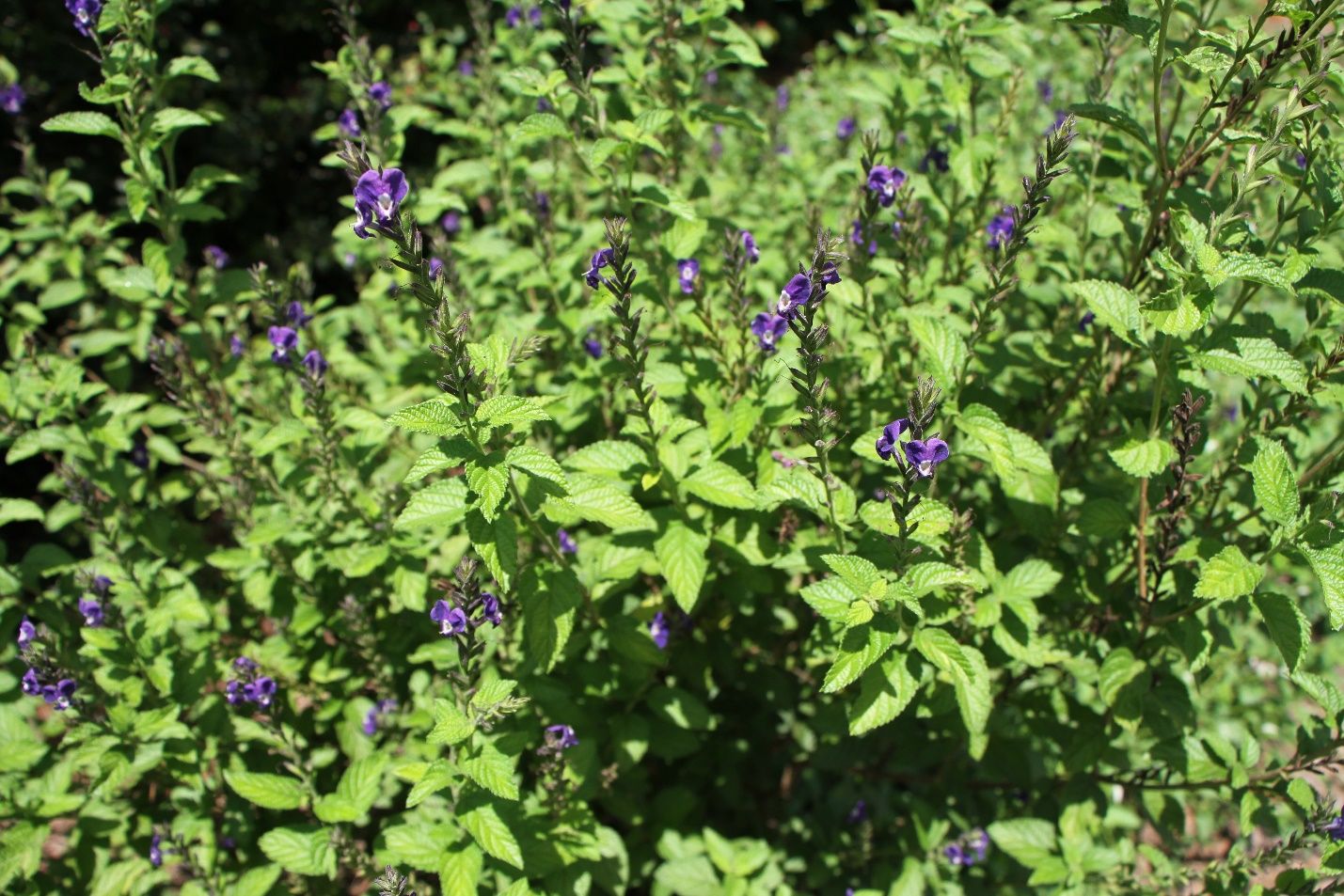 Purple porterweed, Stachytarpheta frantzii, a common spring bloomer of Florida’s natural areas. 