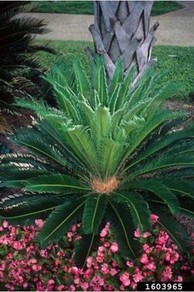 Sago palm in the landscape. 