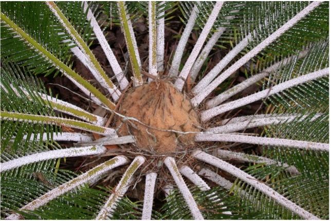 Sago palm fronds infested with scale. 