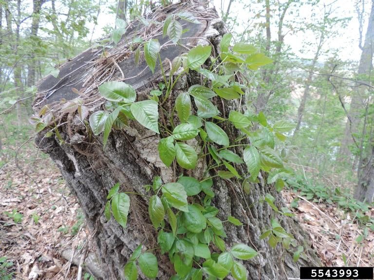 Poison ivy vine climbing a tree.