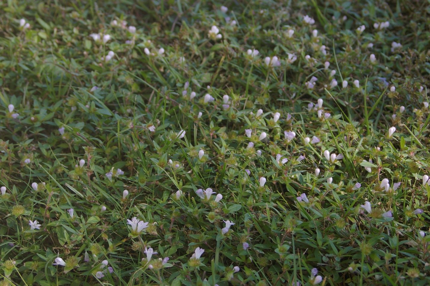 Largeflower pusley can root along its stems, forming dense mats in turfgrass or in landscape planting beds. 
