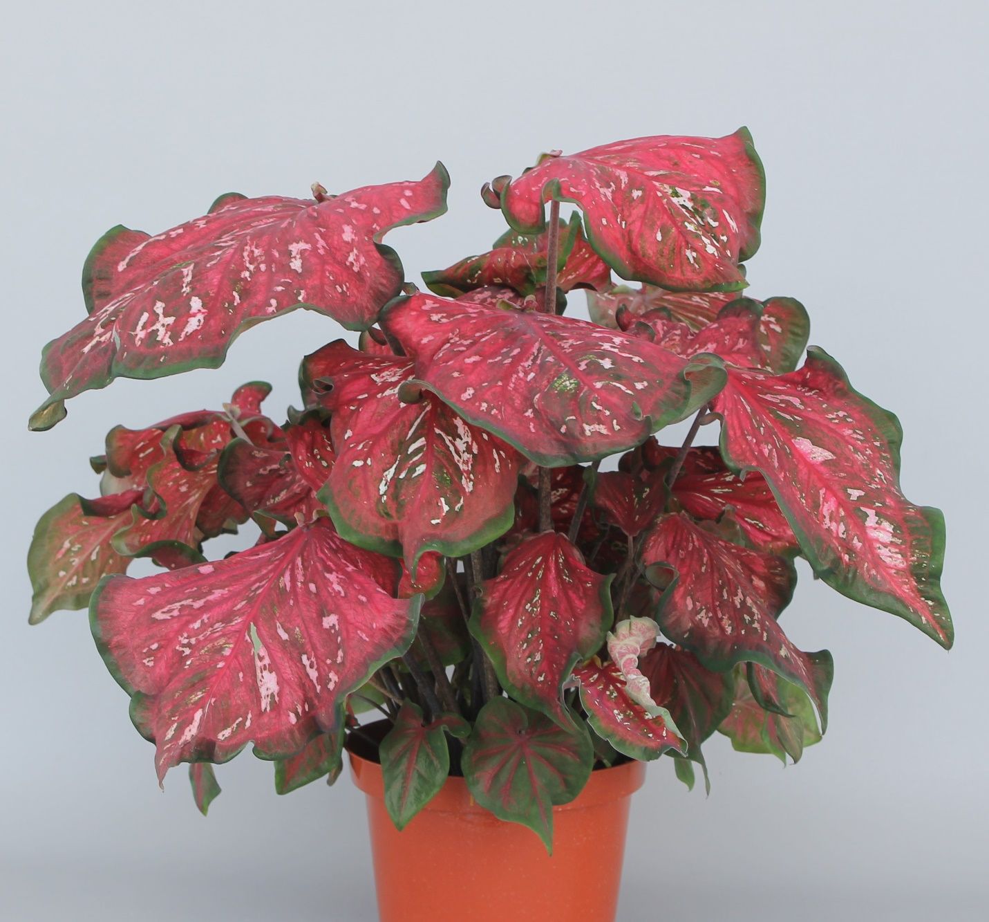 A typical plant of ‘Pink Panther’ caladium (47 days old) forced from four No.1-sized (1.5 to 2.5 inches) tubers in an 8-inch container. 