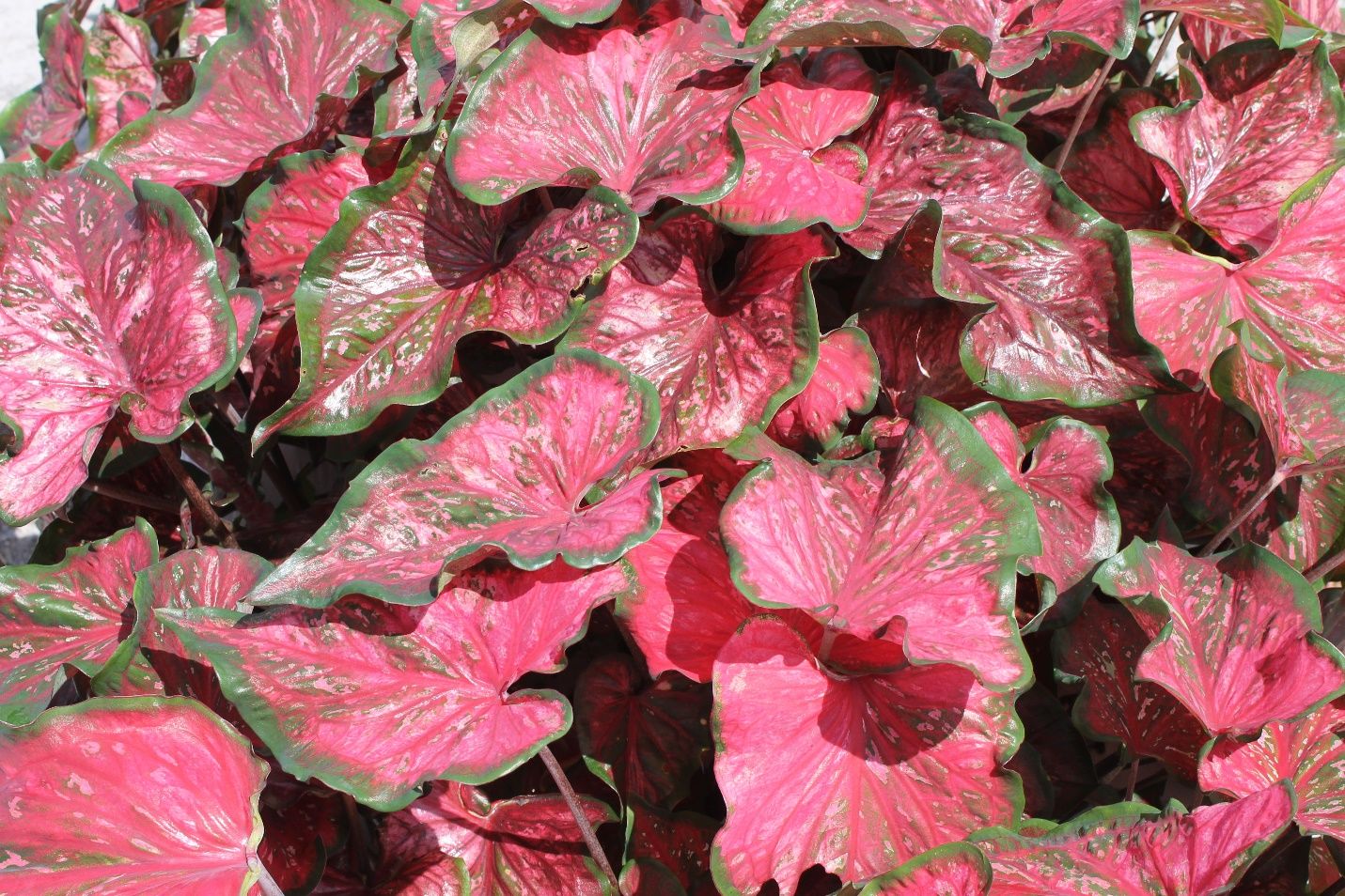 Typical leaves of ‘Pink Panther’ caladium grown in the open field in full sun. 