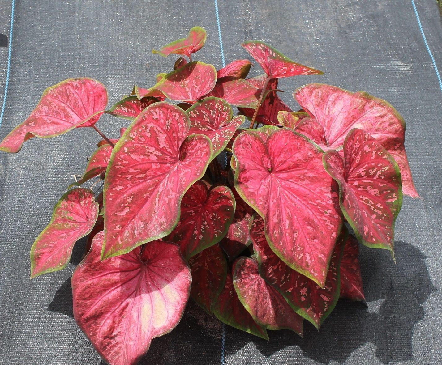 Typical leaves of ‘Crimson Skye’ caladium (approximately 8 weeks old) grown under shade in Wimauma, FL. The plant was grown from one No.1 tuber. 