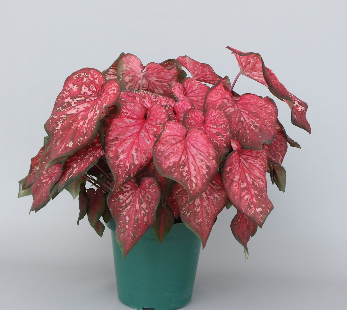 A typical plant of ‘Crimson Skye’ caladium (35 days old) forced from four No.1 tubers in an 8-inch container. 