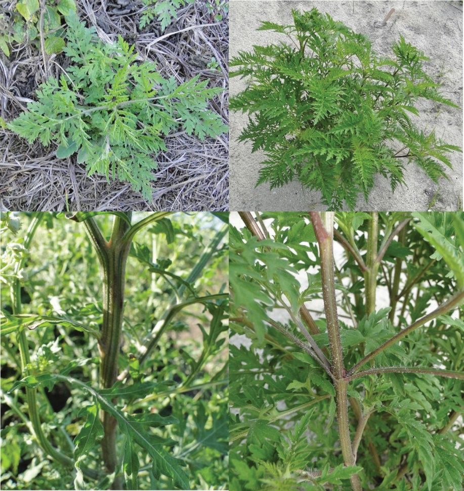 Ragweed parthenium (upper and lower left) and common ragweed (upper and lower right). Note the white leaf veins and ridged stem on ragweed parthenium versus the green leaf veins and smooth stem on common ragweed. 