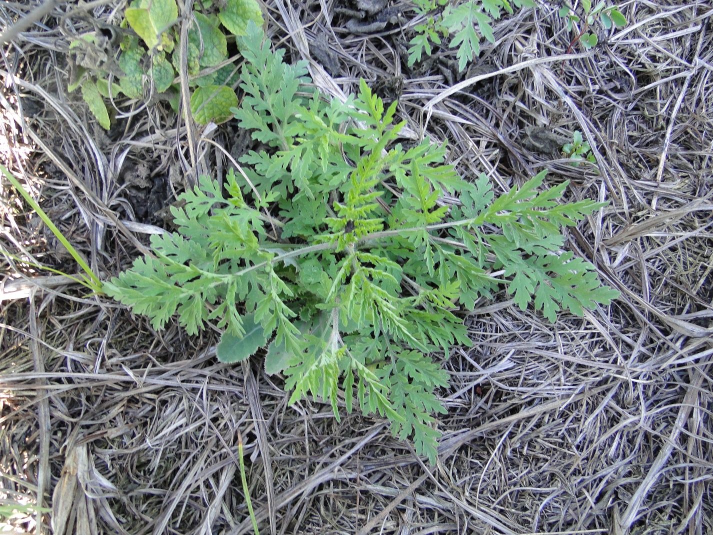 Ragweed parthenium rosette prior to the bolting stage.