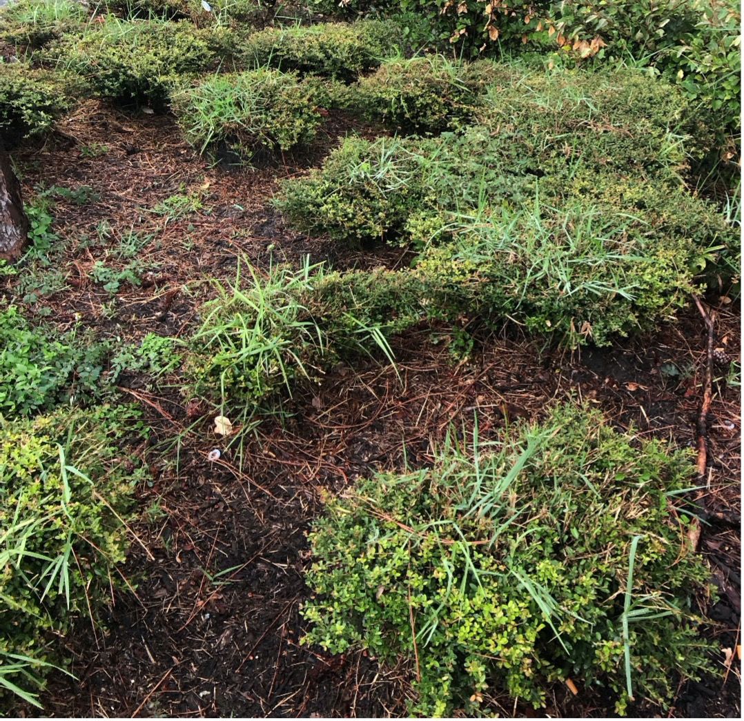 Torpedograss growing up through the canopy of dwarf yaupon holly shrubs. Glyphosate had been used in the area around the shrubs for postemergence control, but a selective option would be needed for control within the plant canopy. 
