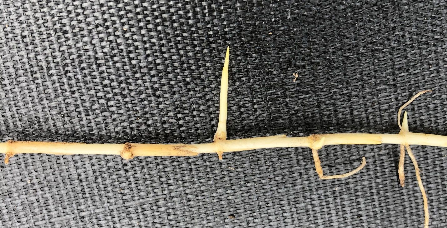 Sharp-pointed rhizome of torpedograss.