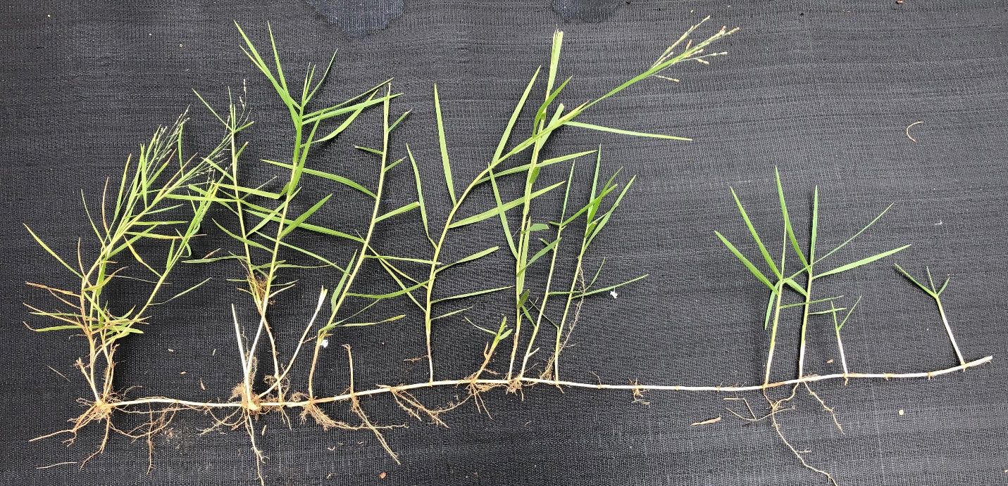 Torpedograss vegetative reproduction through rhizomes.