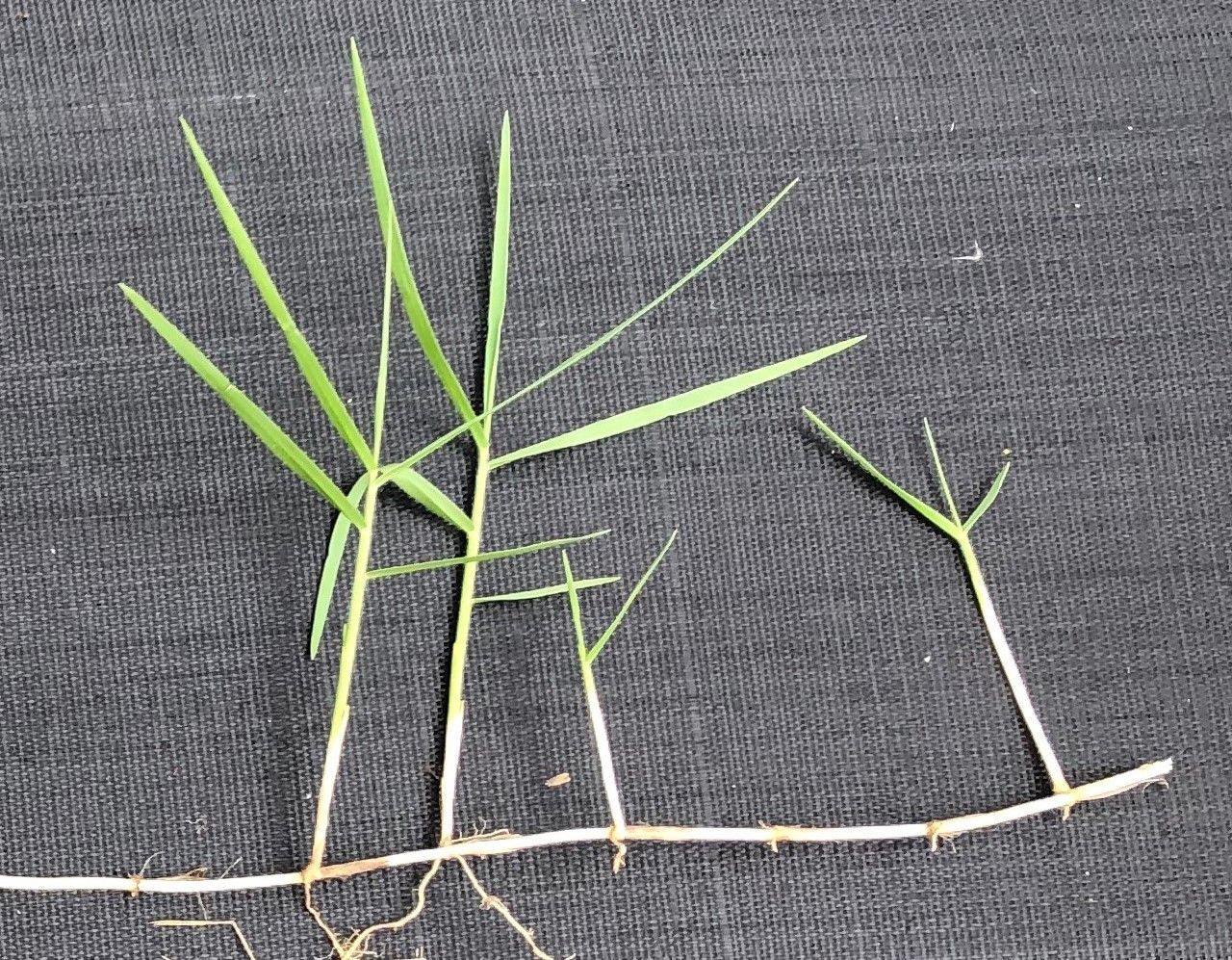 Torpedograss shoots.