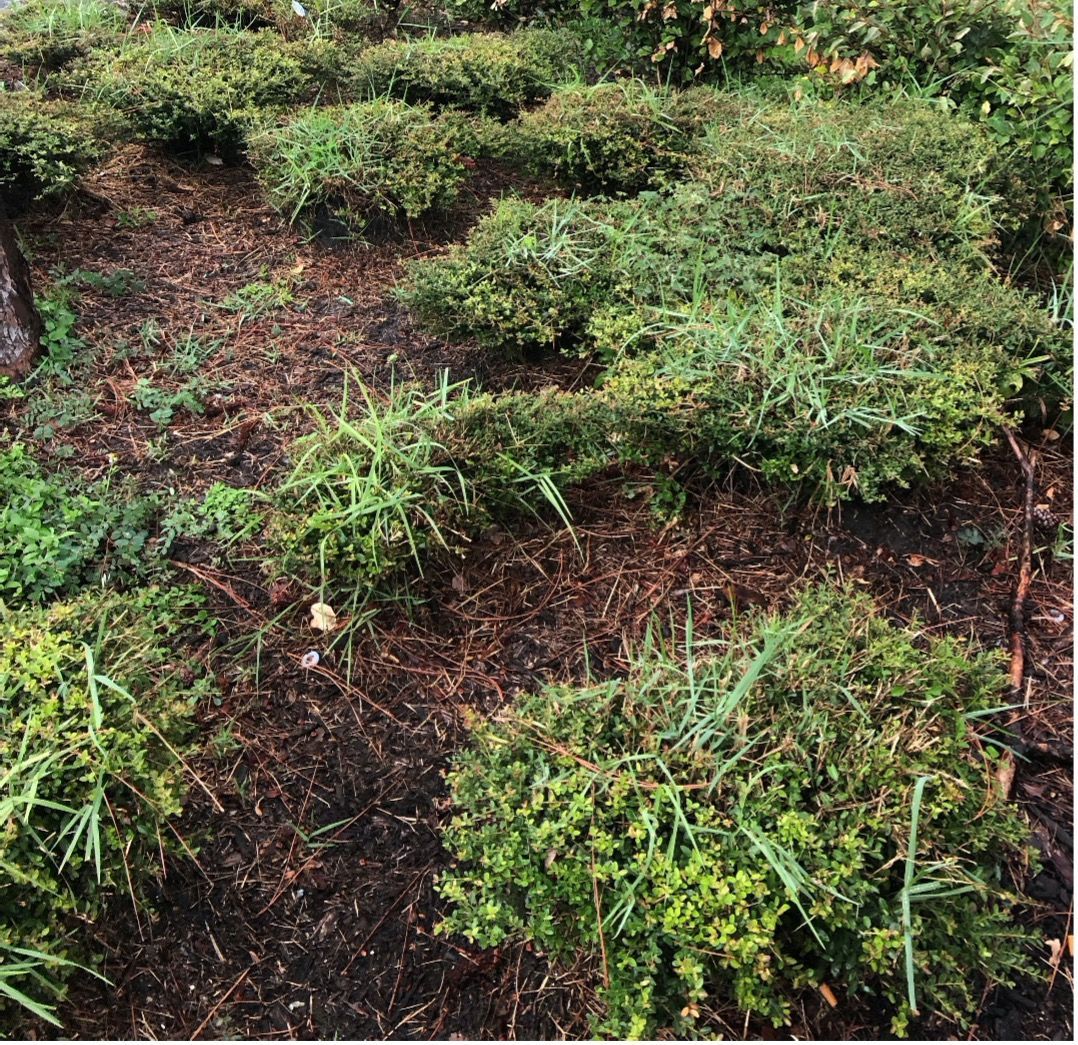 Torpedograss growing up through the canopy of dwarf yaupon holly shrubs. Glyphosate had been used in the area around the shrubs for postemergence control, but a selective option would be needed for control within the plant canopy.