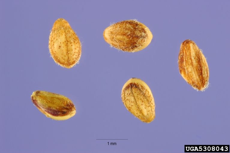 Torpedograss fruits.