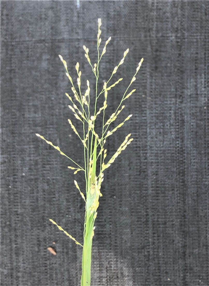 Torpedograss inflorescence.
