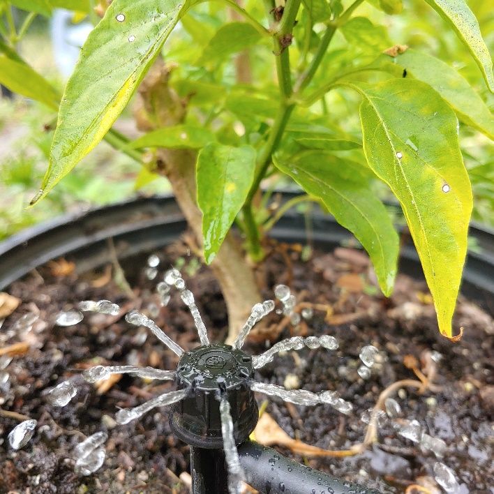 The microbubblers can be adjusted to apply more or less water to this pepper plant. 