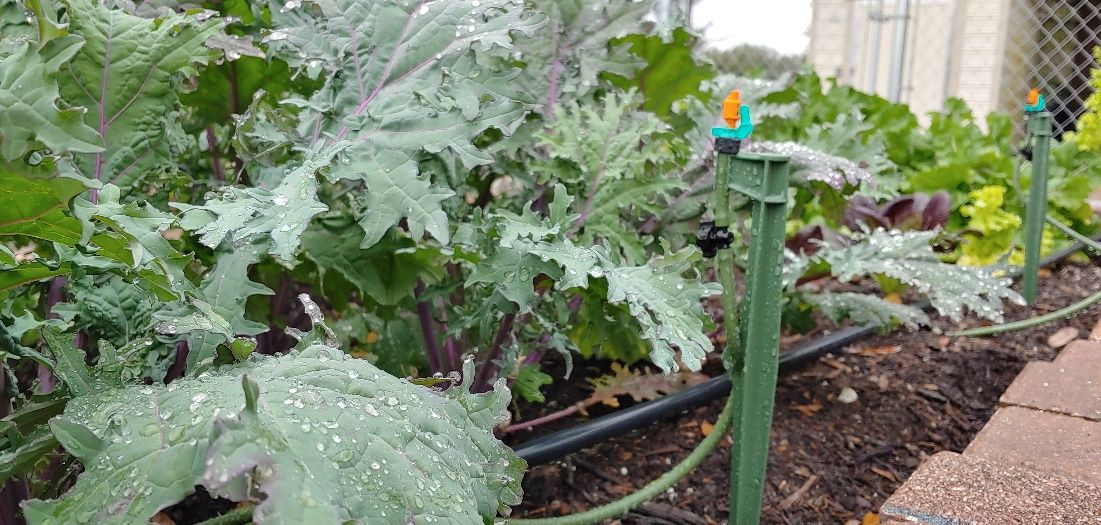 Microsprays are used to water kale in this small garden. 