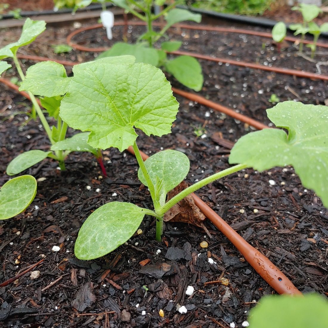 This dripline directly waters the soil and is ideal for squash, which are prone to fungal issues when leaves remain wet. 