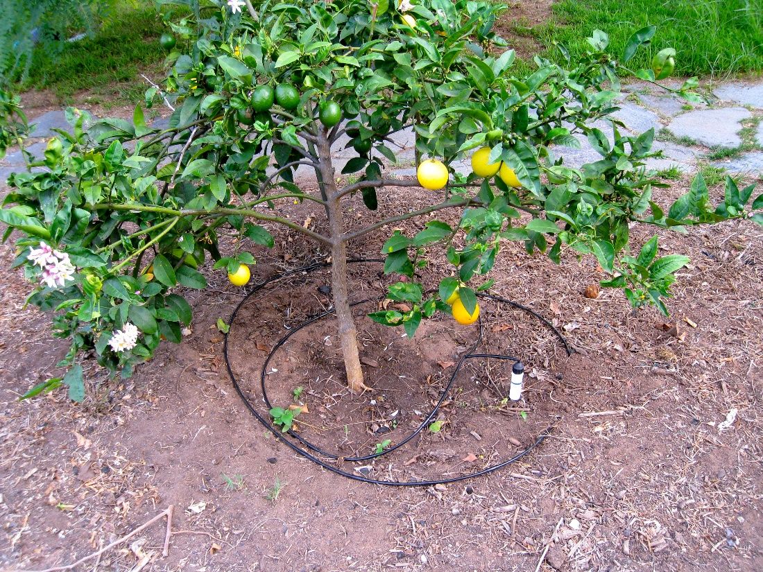 This dripline has two loops around this fruit tree to provide even watering around the root zone. 