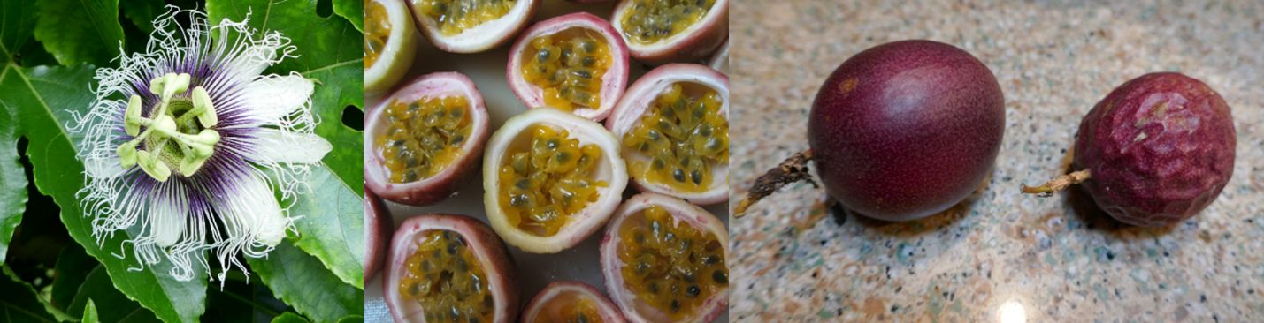 The flower of passion fruit vine is stunning, and the pulp of mature fruit is sweet and tropical. 