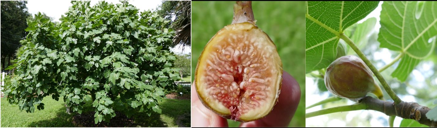 A mature Brown Turkey fig tree provides fruit and shade in this garden in Ocala, FL. Look for varieties that have closed "eyes," like the fruit shown on the right, compared to an open eye, shown in the center. 