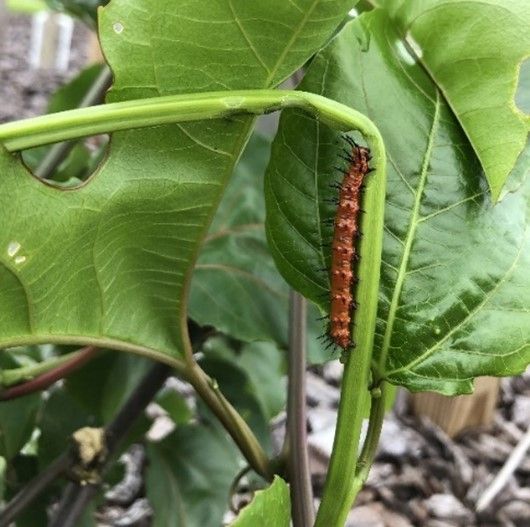 A single Gulf fritillary caterpillar feeding on a passion fruit vine.