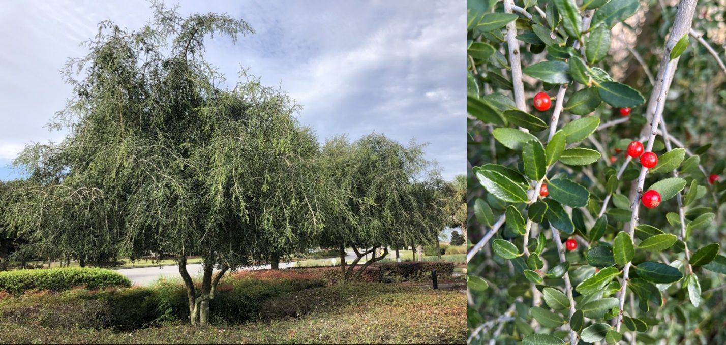 Weeping yaupon holly trees in a commercial landscape in Ocala, FL. The leaves of yaupon holly are caffeinated and are used to make tea. The red berries are devoured by birds in the fall and winter months. 