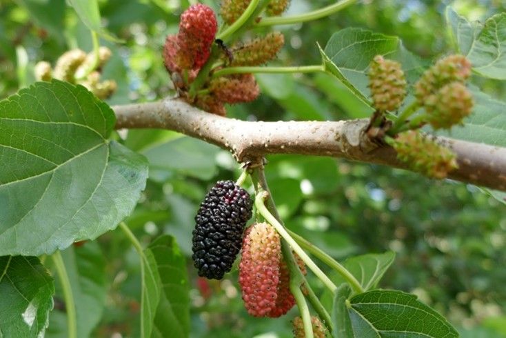 Mulberry trees grow rapidly and produce sweet, juicy fruit. 