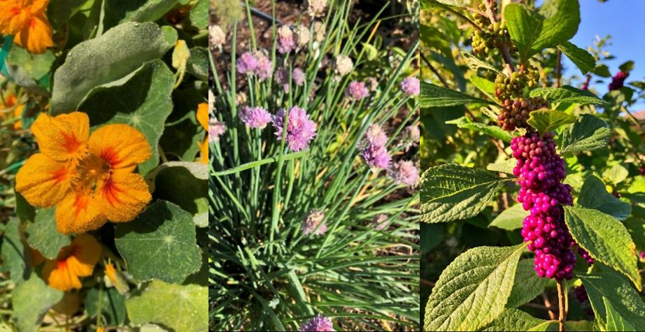 Nasturtium (left) has an edible flower and leaf and can be used in your landscape with other edibles, like these onion chives (center) or beautyberry bush (right). 