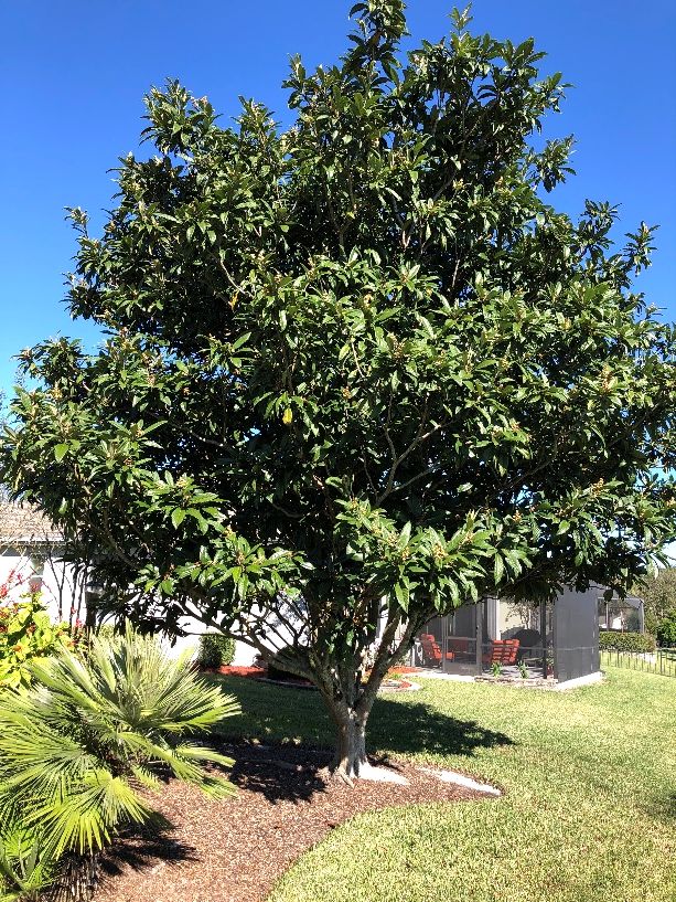 A lovely loquat tree is center stage in this residential backyard with other ornamental plants. 