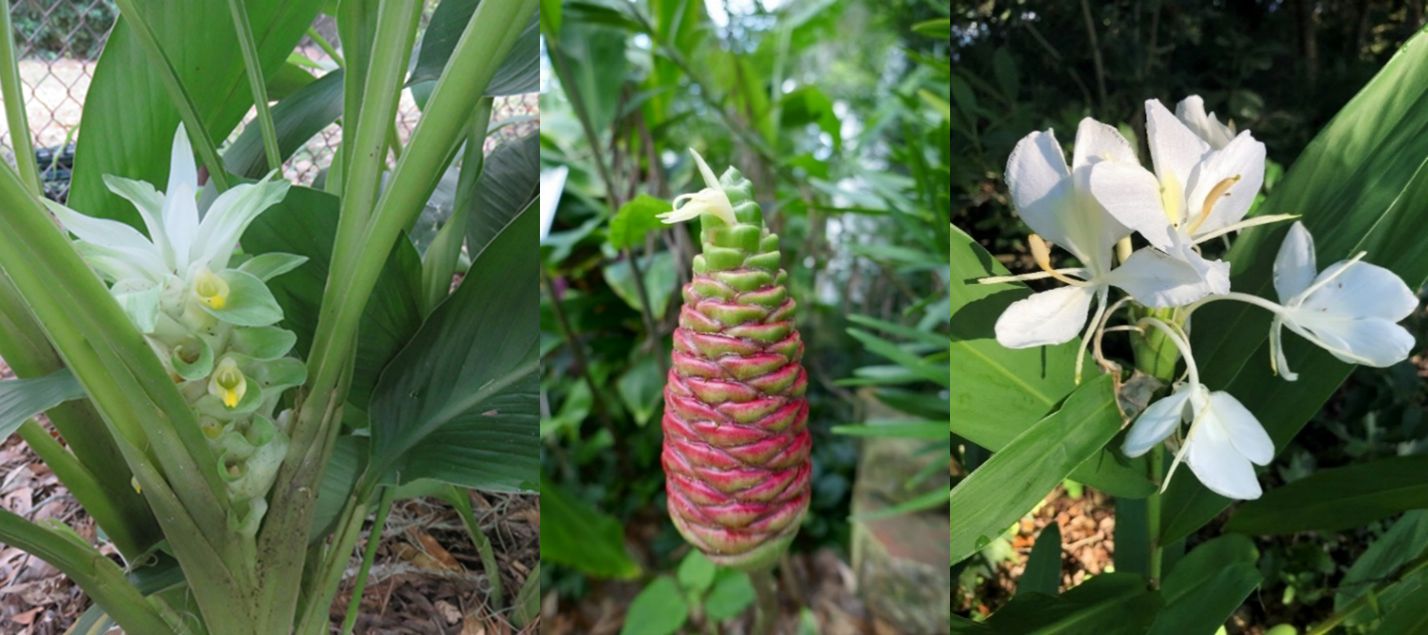 The flower of turmeric on left, an ornamental pinecone ginger in center, and an ornamental butterfly ginger on right.