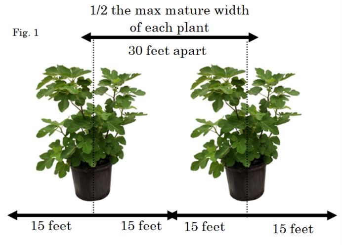 For proper plant spacing, measure from the center of one plant to the center of the next. 