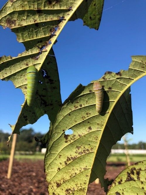 A close-up of two caterpillars on partially eaten leaves.