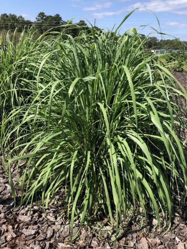 A tall, bush-like grass plant growing in a garden.