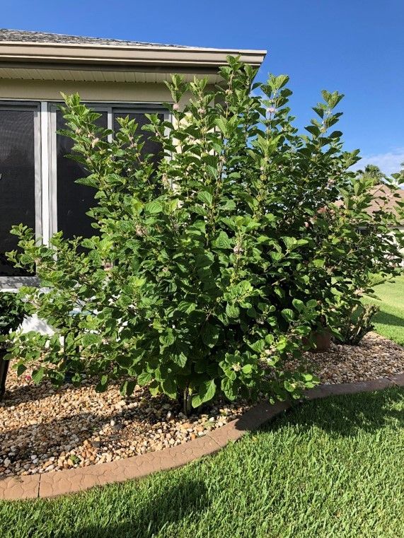 A medium-sized bush with dense green leaves in a grassy, residential yard with landscaping.