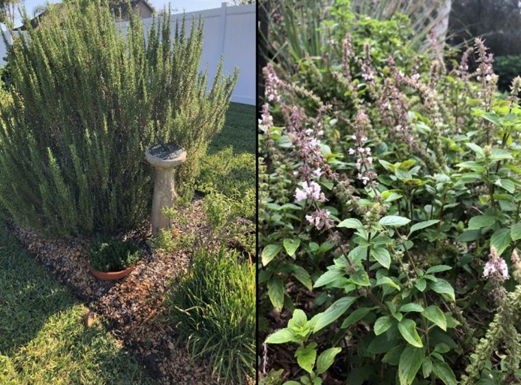 (Left) A tall shrub in a garden bed with other smaller plants; (right) a close-up of small flowers blooming on green plants in a garden bed.