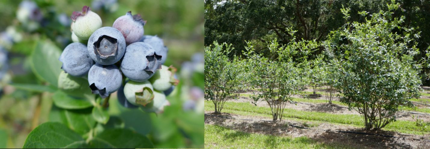 (Left) A close-up of blueberries and (right) rows of bushes.