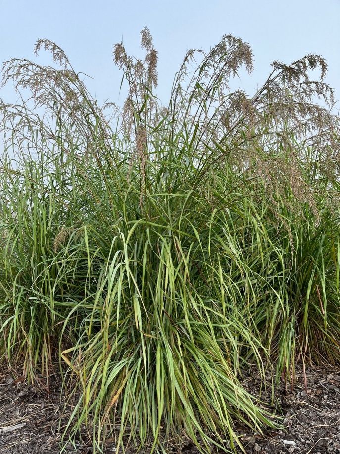 A tall, bush-like grass plant growing in a garden with stalks shooting up from the top that have seedheads on the tips.