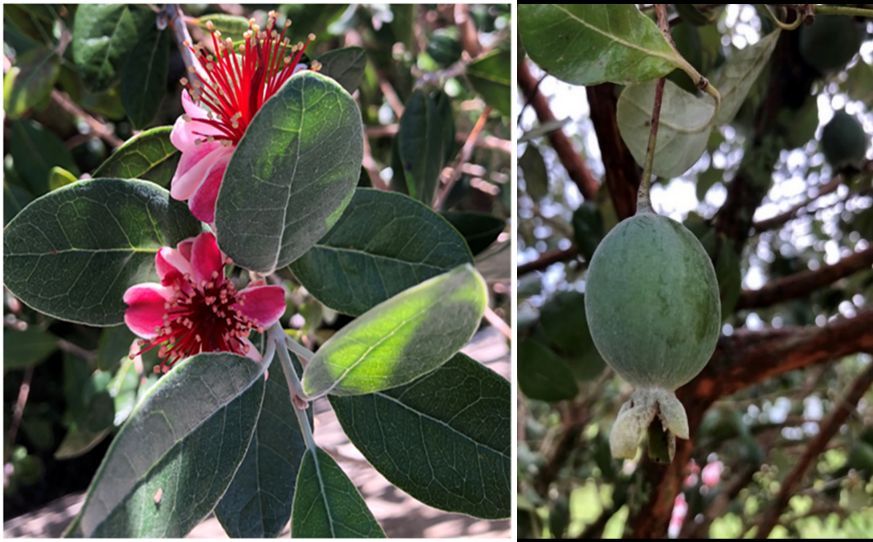(Left) A close-up of red and white flowers with green leaves; (right) a close-up of an oval green fruit hanging on a branch.