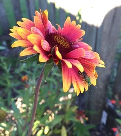 A close-up of a flower with a bee on the petals.