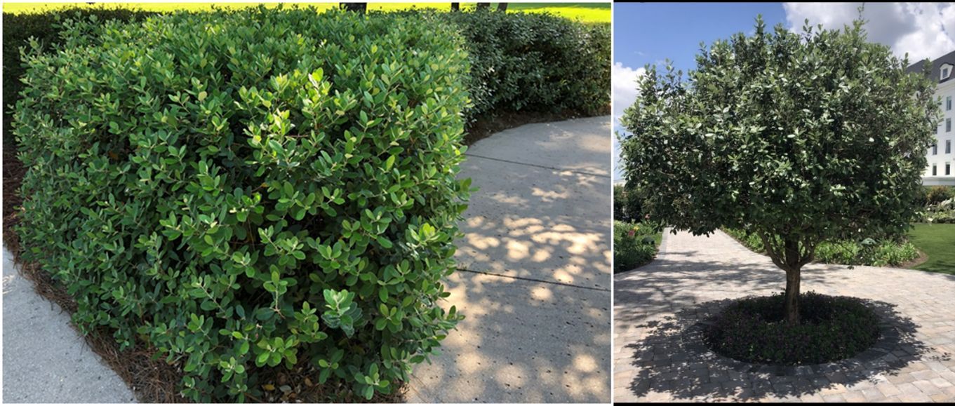 (Left) A pruned hedge near a sidewalk; (right) a tree planted in a circle of pavers.