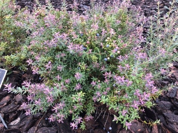 A bush with purple and green leaves and small blueberries.